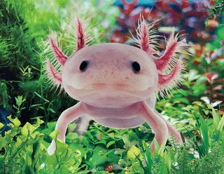 Obrázek z Magnet 3D 7x9cm - axolotl (25) 